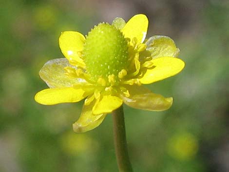 Alkali Buttercup (Ranunculus cymbalaria)