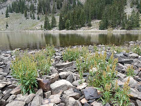 Willow Dock (Rumex salicifolius)