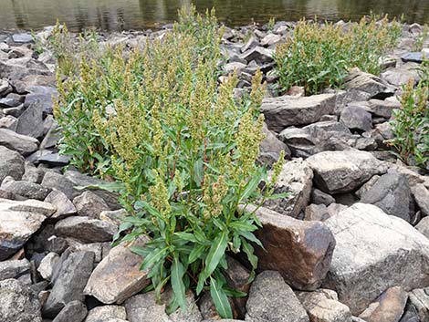 Willow Dock (Rumex salicifolius)