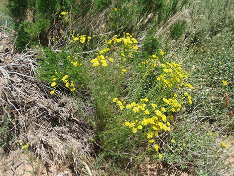 Smooth Threadleaf Ragwort (Senecio flaccidus var. monoensis)