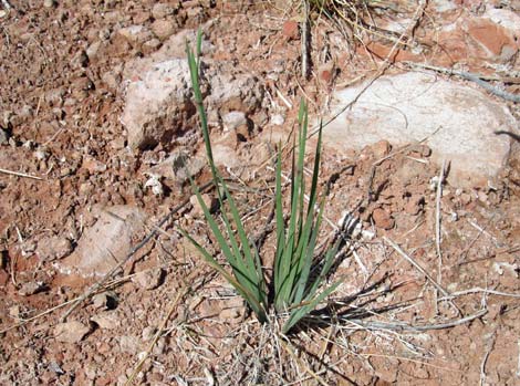 Stiff Blue-eyed Grass (Sisyrinchium demissum)