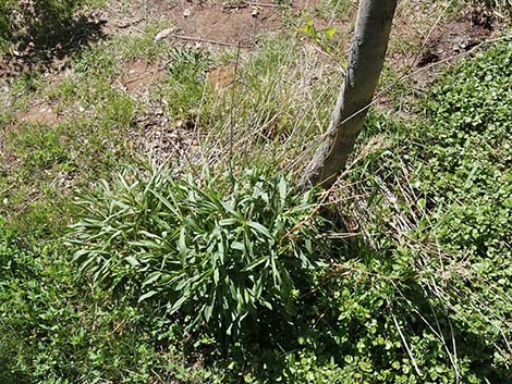 Nevada Goldenrod (Solidago spectabilis var spectabilis)