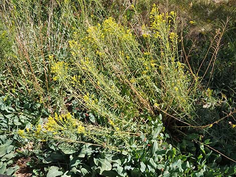 Nevada Goldenrod (Solidago spectabilis var spectabilis)