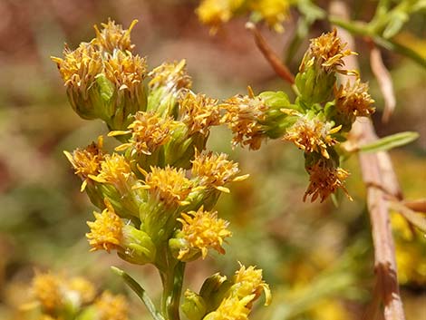 Nevada Goldenrod (Solidago spectabilis var spectabilis)