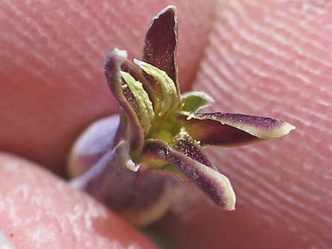 Heartleaf Twistflower (Streptanthus cordatus)