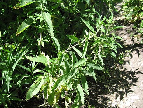 Stinging Nettle (Urtica dioica spp. holosericea)