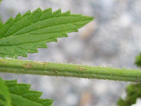 Stinging Nettle (Urtica dioica spp. holosericea)