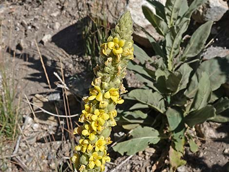 Common Mullein (Verbascum thapsus)