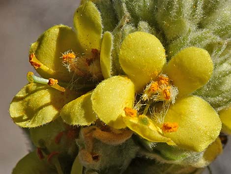 Common Mullein (Verbascum thapsus)