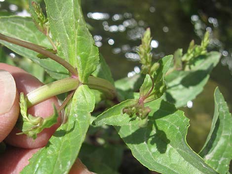 Water Speedwell (Veronica anagallis-aquatica)