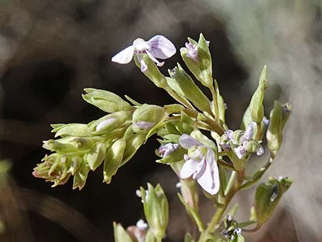 Water Speedwell (Veronica anagallis-aquatica)