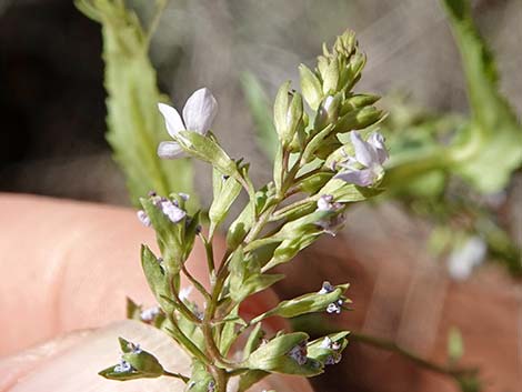 Water Speedwell (Veronica anagallis-aquatica)