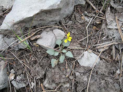 Charleston Mountain Violet (Viola charlestonensis)