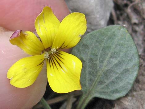 Charleston Mountain Violet (Viola charlestonensis)