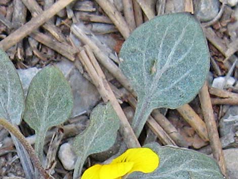 Charleston Mountain Violet (Viola charlestonensis)