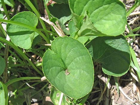 Northern Bog Violet (Viola nephrophylla)