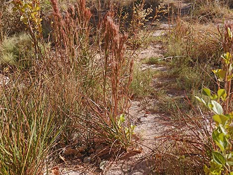 Southwestern Bushy Bluestem (Andropogon eremicus)