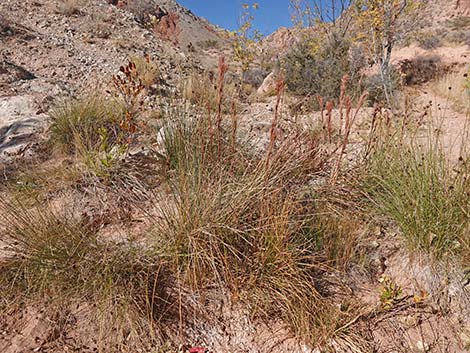 Southwestern Bushy Bluestem (Andropogon eremicus)