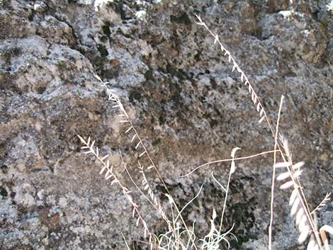 Side-oats Gramma (Bouteloua curtipendula)