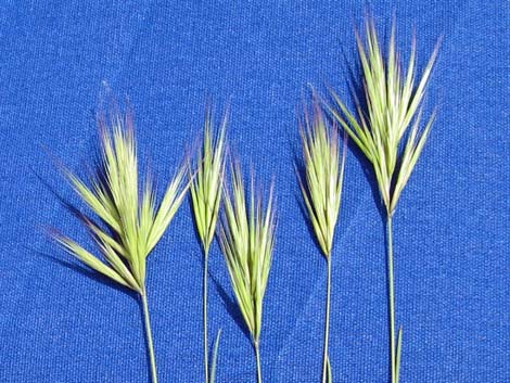 Red Brome Grass (Bromus rubens)