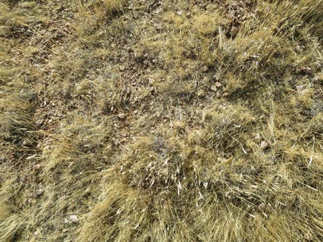 Red Brome Grass (Bromus rubens)