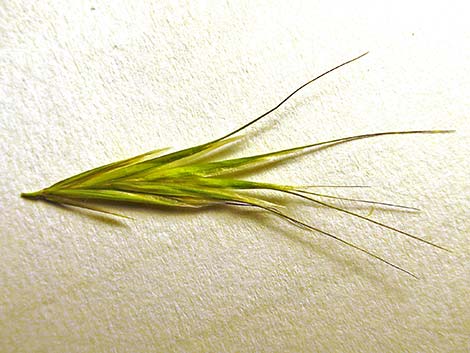 Red Brome Grass (Bromus rubens)