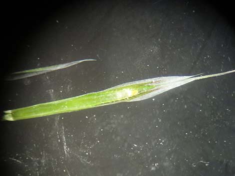 Red Brome Grass (Bromus rubens)