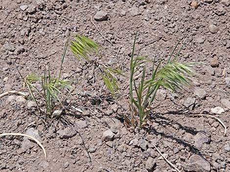 Cheatgrass (Bromus tectorum)