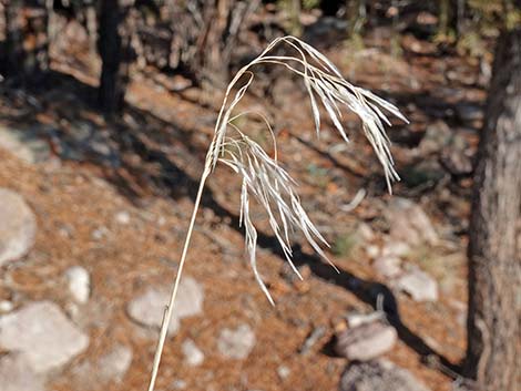 Cheatgrass (Bromus tectorum)