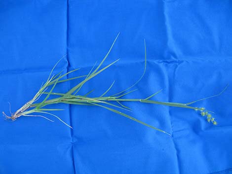 Coastal Sandbur (Cenchrus spinifex)