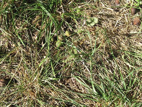 Coastal Sandbur (Cenchrus spinifex)