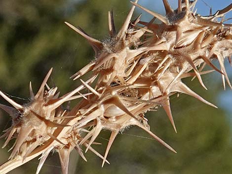 Coastal Sandbur (Cenchrus spinifex)