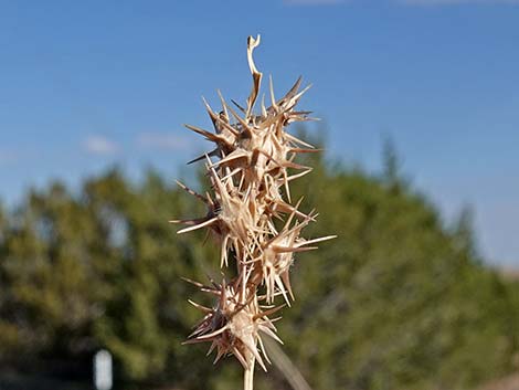 Coastal Sandbur (Cenchrus spinifex)