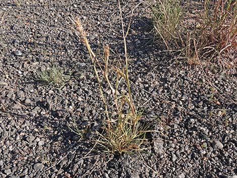 Coastal Sandbur (Cenchrus spinifex)