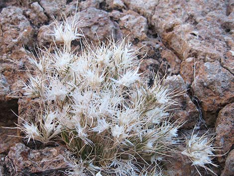 Fluffgrass (Dasyochloa pulchella)