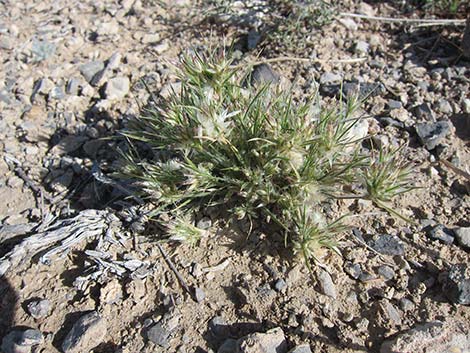 Fluffgrass (Dasyochloa pulchella)