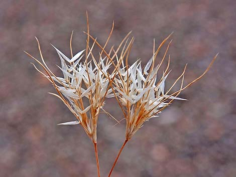 Fluffgrass (Dasyochloa pulchella)