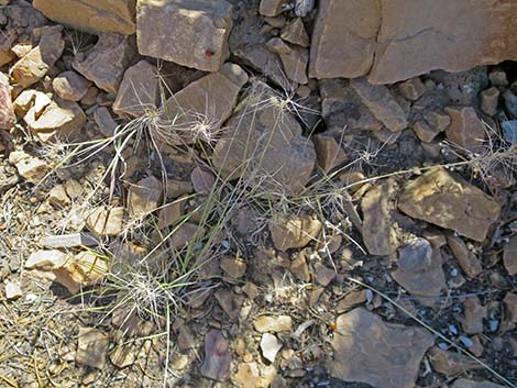 Squirreltail (Elymus elymoides)