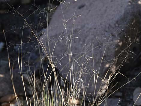 Sand Ricegrass (Achnatherum hymenoides)