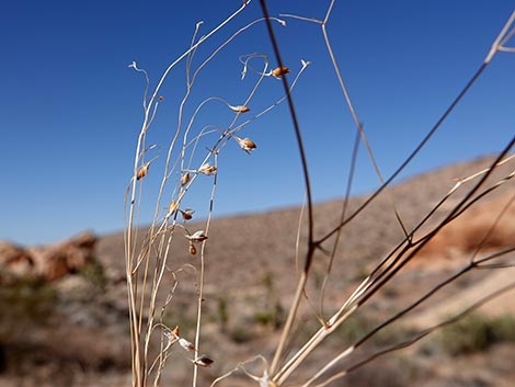 Sand Ricegrass (Achnatherum hymenoides)