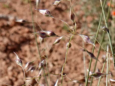 Sand Ricegrass (Achnatherum hymenoides)