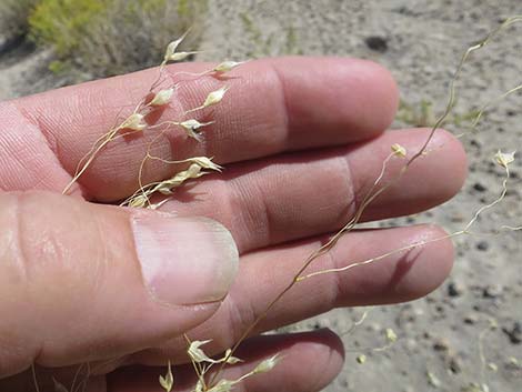 Sand Ricegrass (Achnatherum hymenoides)