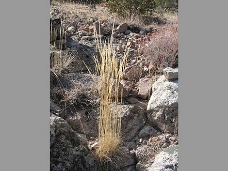 Junegrass (Koeleria macrantha)