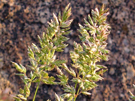 Junegrass (Koeleria macrantha)