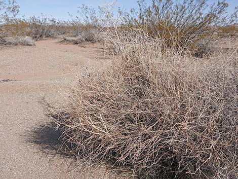 Bush Muhly Grass (Muhlenbergia porteri)