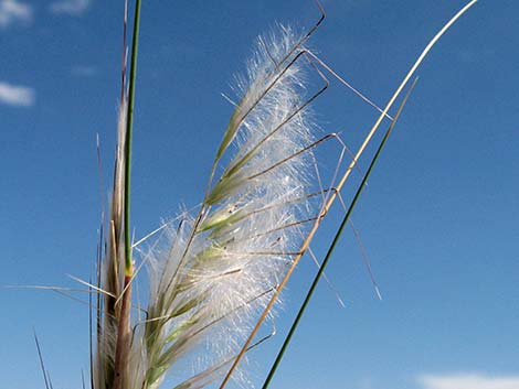 Desert Needlegrass (Achnatherum speciosum)