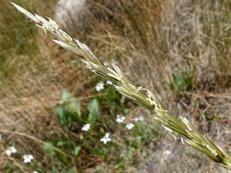 Desert Needlegrass (Achnatherum speciosum)