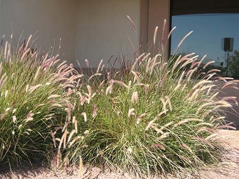 Fountain Grass (Pennisetum setaceum)