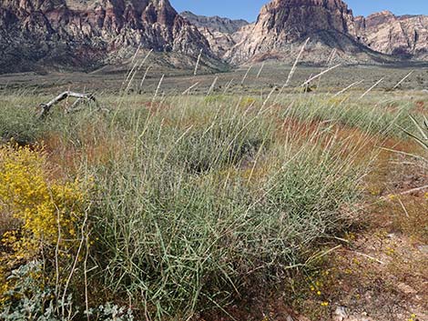 Big Galleta Grass (Hilaria rigida)