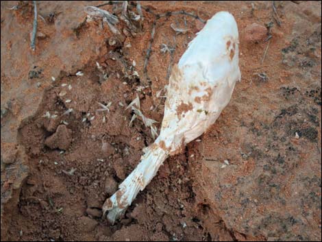 Desert Shaggy Mane Mushroom (Podaxis pistillaris)